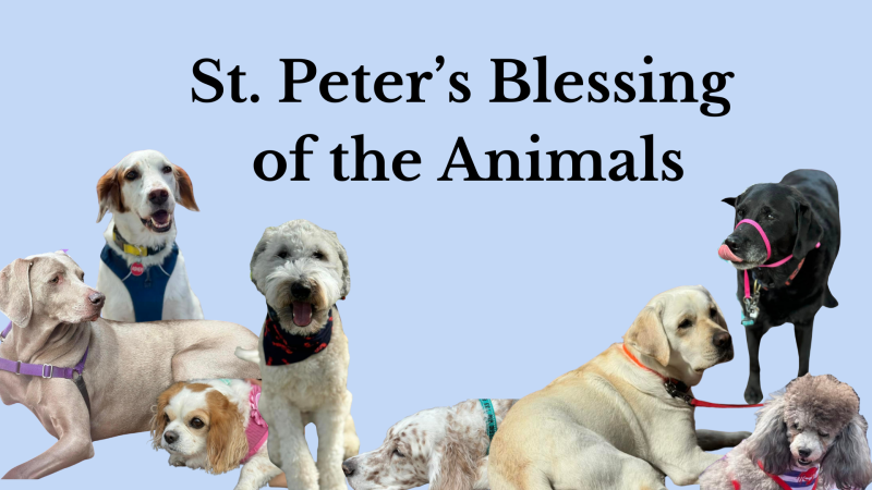 St. Francis, Animal Blessing, St. Peter